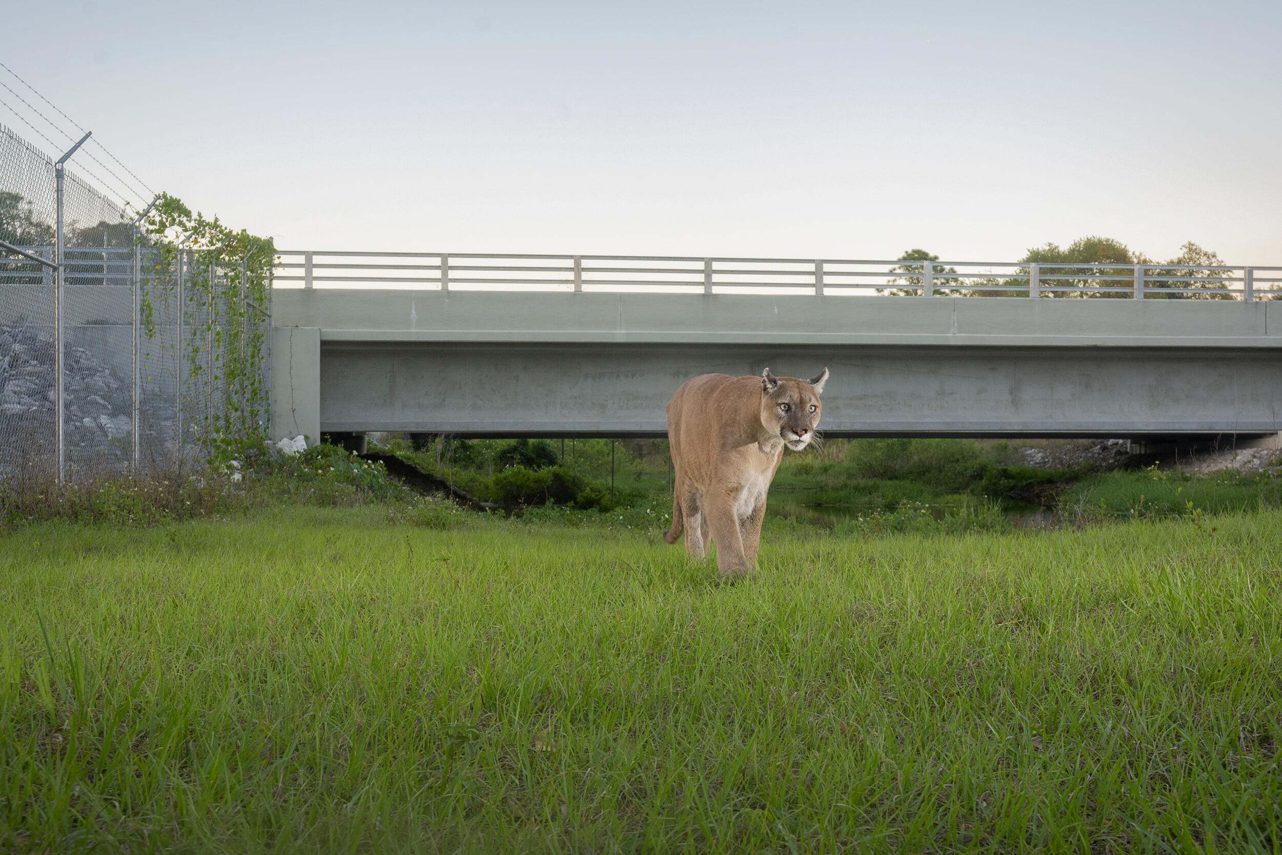 Camera trap image of a male Florida panther crossing from Goodno Ranch to Black Boar Ranch property via a wildlife underpass.