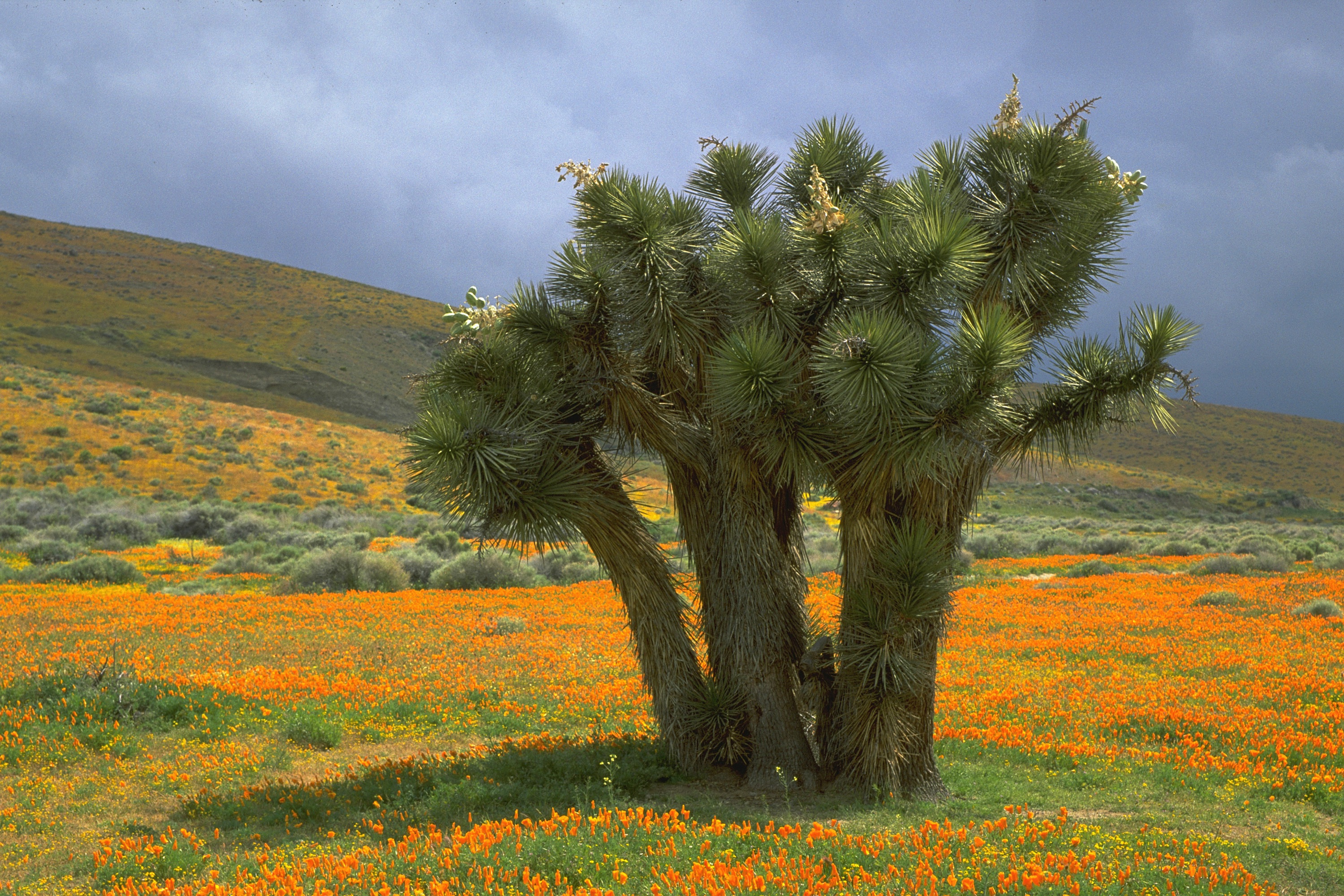 Joshua tree and poppies at Antelope Valley in California.   