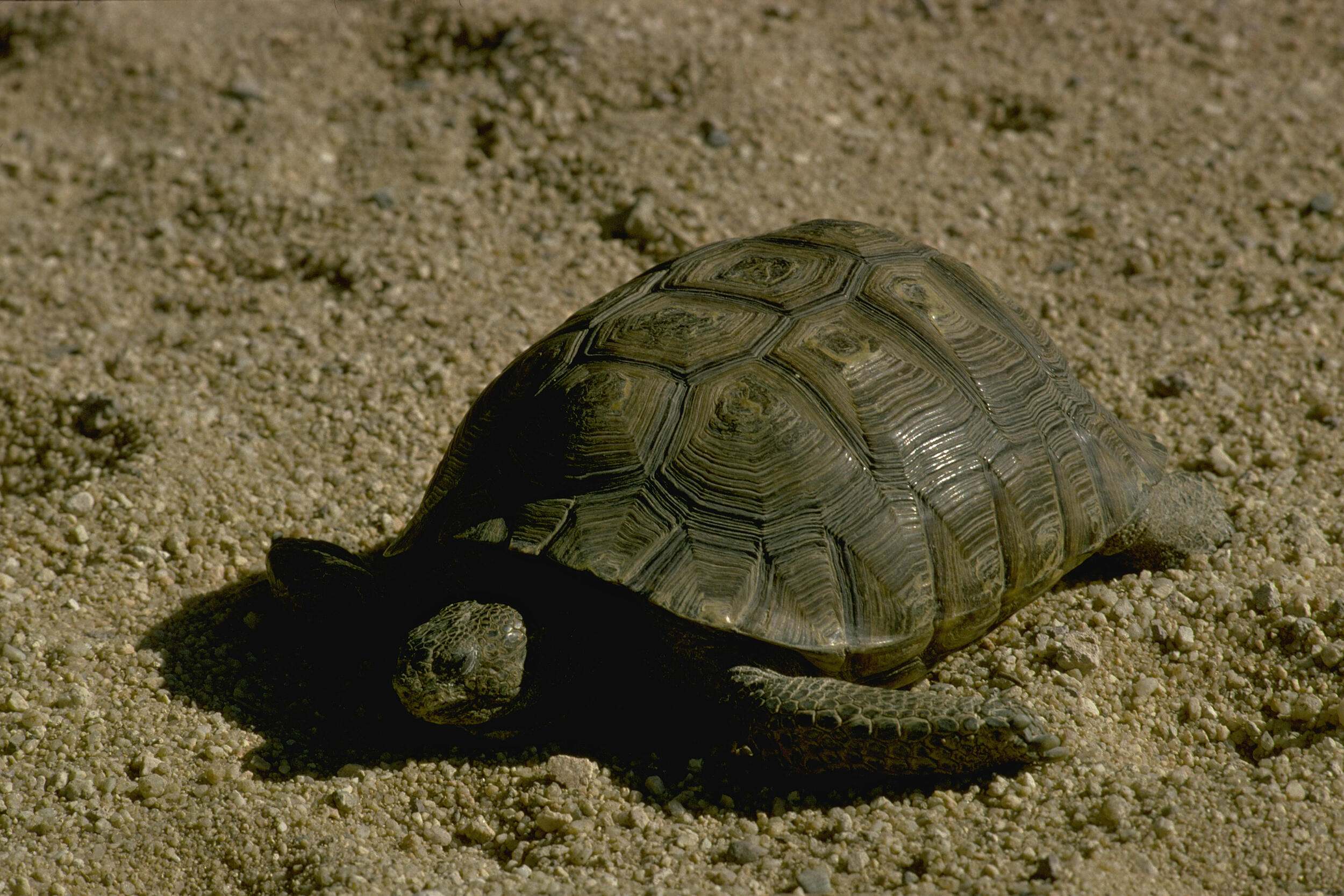 (ALL RIGHTS GRANTED TNC) Desert tortoise in California in United States, North America. Photo credit: © Charlie Ott       