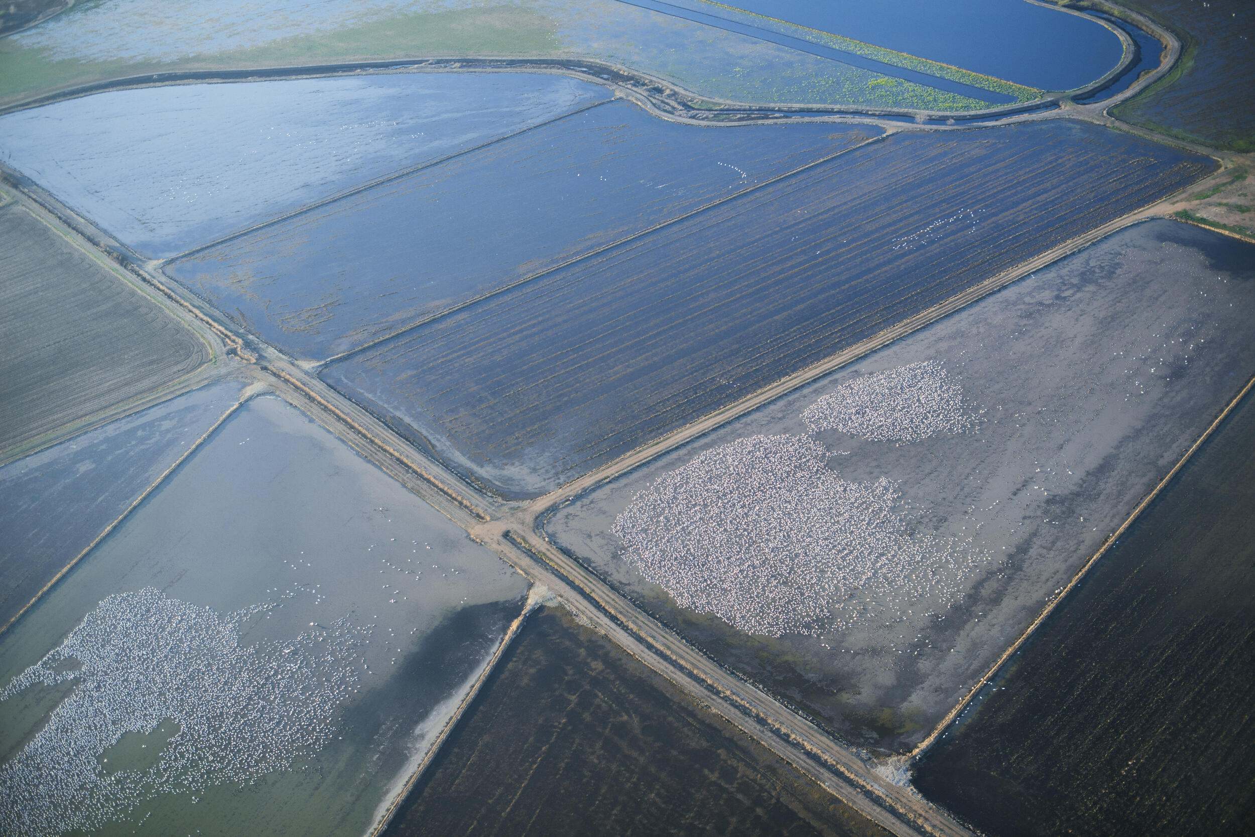 Aerial view of flooded rice fields in California's Sacramento Valley. The Nature Conservancy has entered into a partnership with participating rice farmers to keep fields flooded under specific conditions to provide habitat for shore birds in the Pacific Flyway.  
