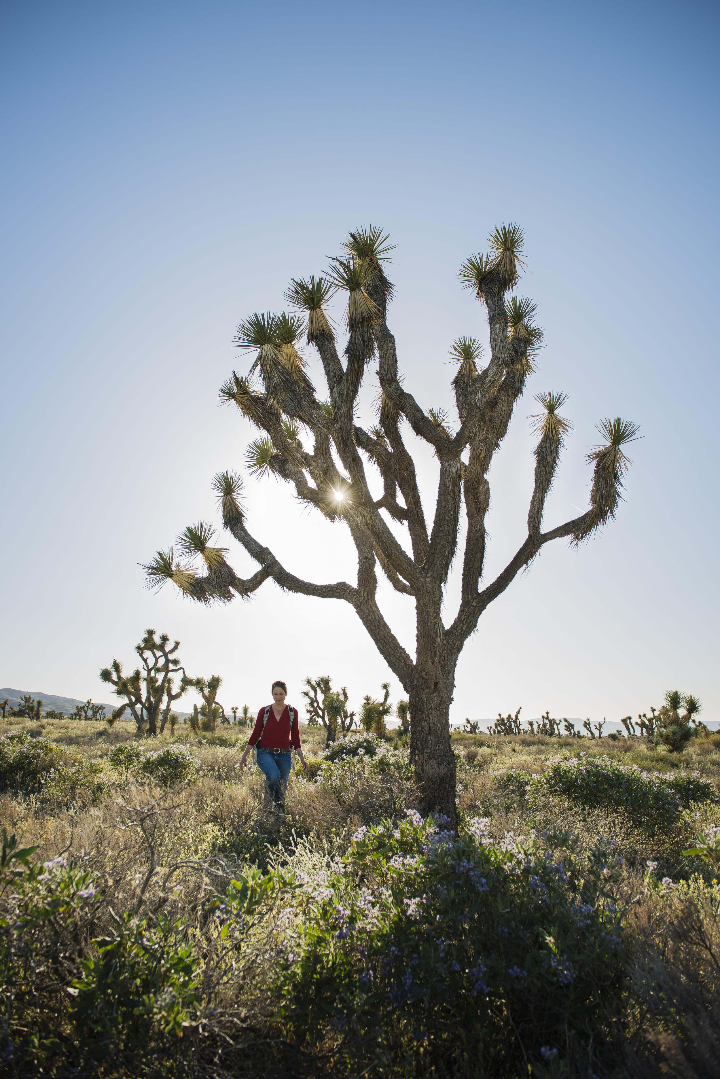 A person hikes under a tree in a desert landscape under clear, sunny sky in Joshua Tree National Park.